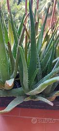 Aloe vera di due anni 25 vasi.