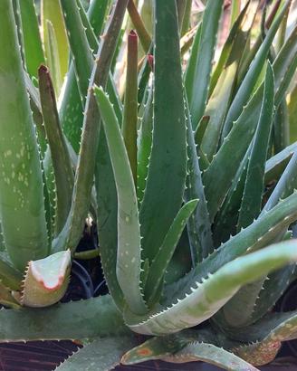 Aloe vera di due anni 25 vasi.
