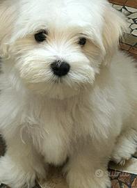 Maltese cucciolo
