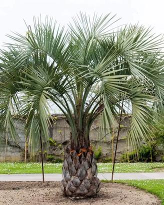 10 semi di BUTIA CAPITATA