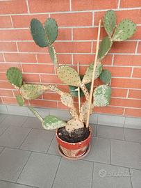 cactus opuntia ficodindia  h.80 cm