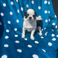 Cuccioli di Chihuahua, maschi e femmine