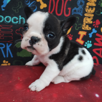 BULLDOG FRANCESE con Pedigree ENCI