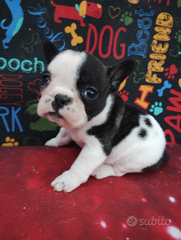 BULLDOG FRANCESE con Pedigree ENCI