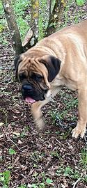 Mastino /corso