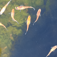 Medaka tricolor lame