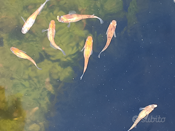 Medaka tricolor lame