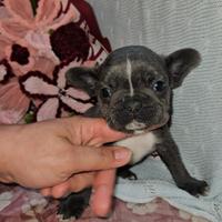 Bulldog Francese blu piccolo