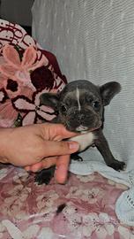 Bulldog Francese blu piccolo