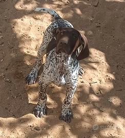 Kurzhaar/Cani da Caccia