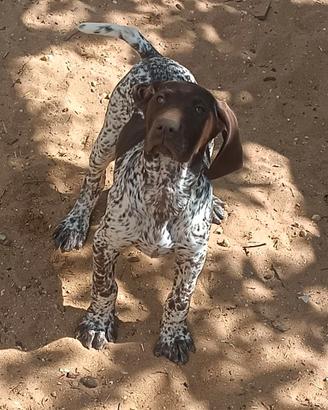 Kurzhaar/Cani da Caccia