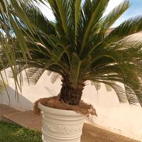 Cycas sanissimo