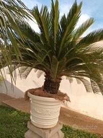 Cycas sanissimo
