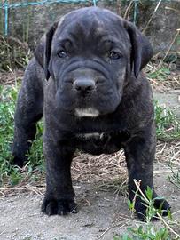 Cuccioli Bandog selezionati