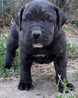 Cuccioli Bandog selezionati