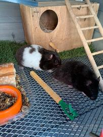 Coppia criceto dorato