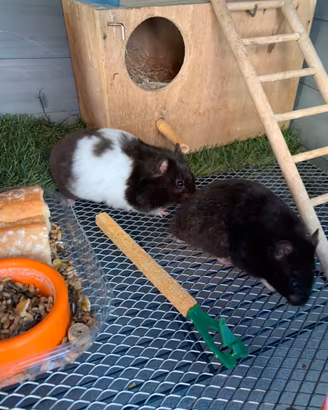 Coppia criceto dorato