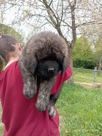 Cuccioli pastore del caucaso