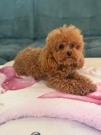 Barboncino toy pedigree enci ACCOPPIAMENTO MONTA
