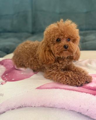 Barboncino toy pedigree enci ACCOPPIAMENTO MONTA