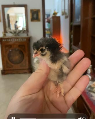 Pulcinotti di marans