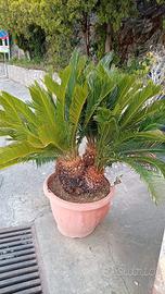Cycas