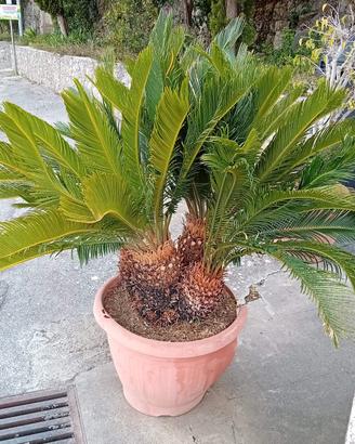 Cycas