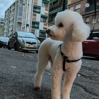 Barboncino Toy con pedigree ENCI x monta