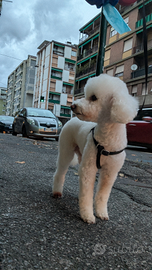 Barboncino Toy con pedigree ENCI x monta