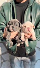 Cuccioli bulldog francese