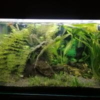 Acquario acqua dolce