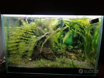 Acquario acqua dolce