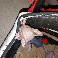 Gatti nudi Canadian sphynx