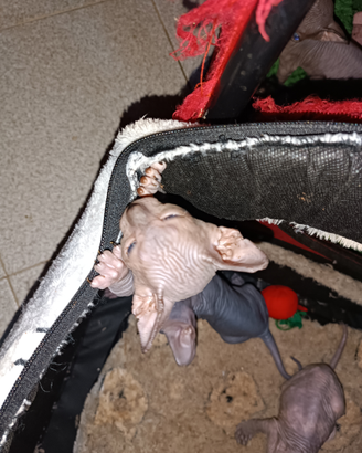 Gatti nudi Canadian sphynx