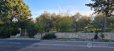 Terreno oliveto (Ittiri)