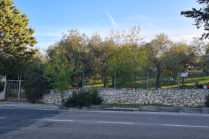 Terreno oliveto (Ittiri)