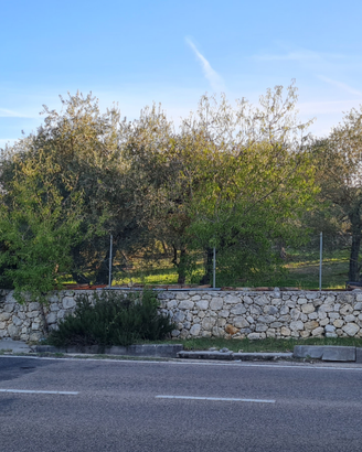 Terreno oliveto (Ittiri)