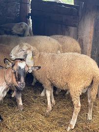 Montone 6 mesi