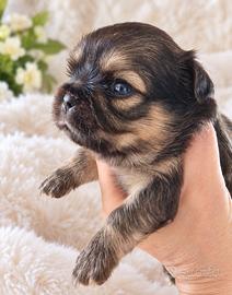 Chihuahua maschietti stupendi belli belli