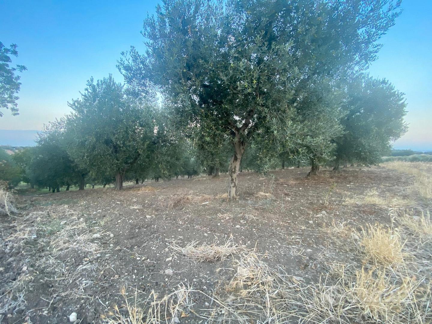 Terreno con oliveto zona convento rif.743 - Vista 5