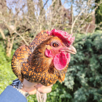 Gallo Riproduttore sebright