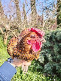 Gallo Riproduttore sebright