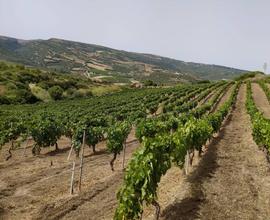 Terreno Agricolo - Sennori