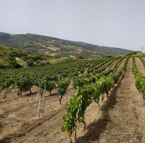 Terreno Agricolo - Sennori