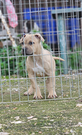 Pitbull UKC femmina