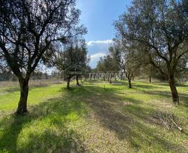 Terreno residenziale a Scorrano 1 locali