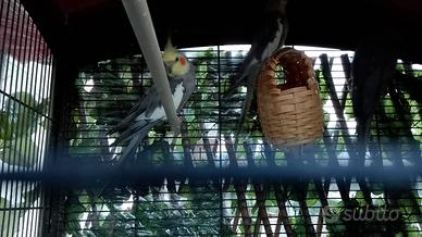 2 coppie di calopsite e una femmina calopsite