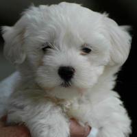 Maltese cucciolo femmina