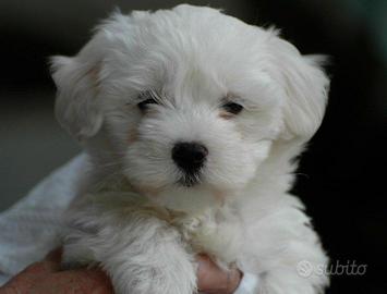 Maltese cucciolo femmina
