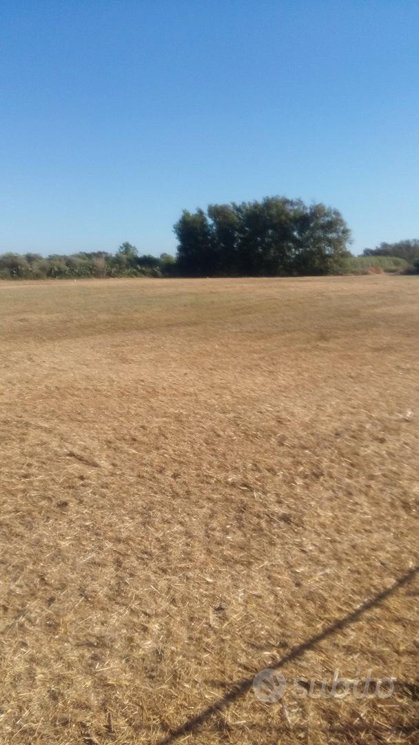 Cabras (OR). Terreno agricolo - Vista 4